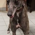 C Ville Alice Kennel.JPG