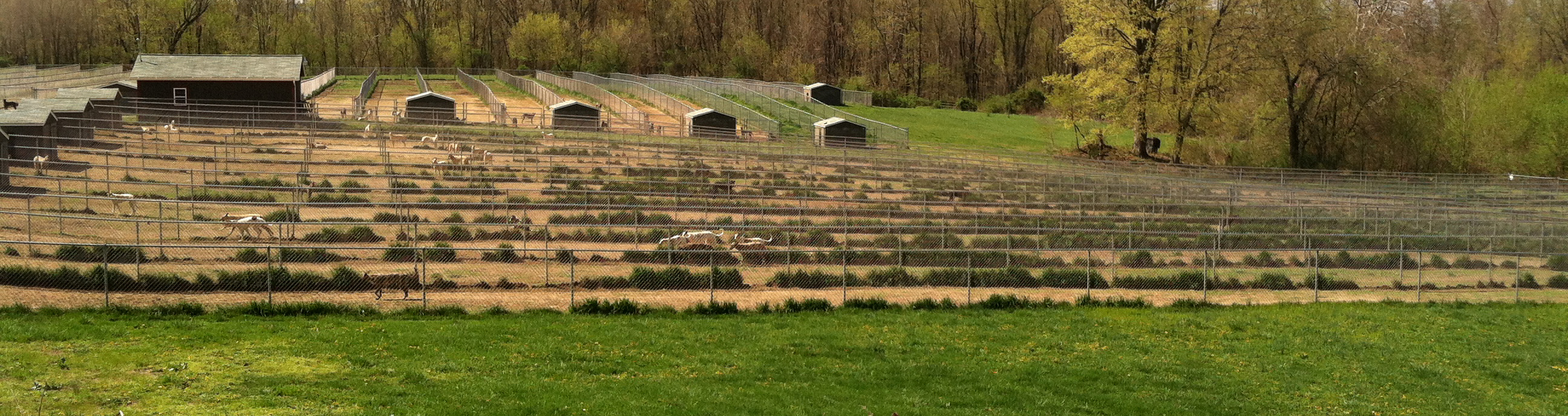 Greyhound Farm Long Runs