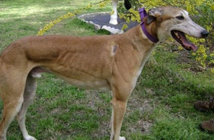 Large Male greyhound 80lbs