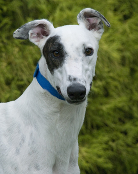 Greyhound Crossroads dog photography ears