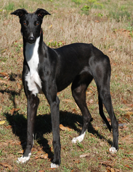 Greyhound Crossroads Photography Full sun Black dog