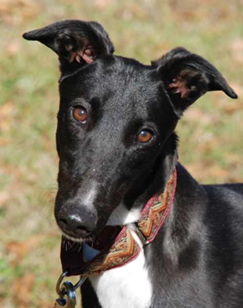 Greyhound Crossroads Photography black dog portrait