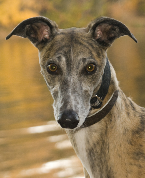 Greyhound Photography Crossroads Miles Per Hour