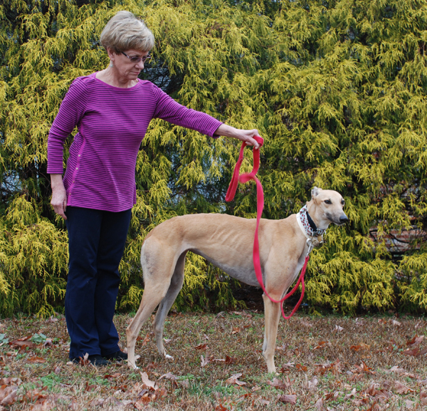 Greyhound Assistant Leash in way