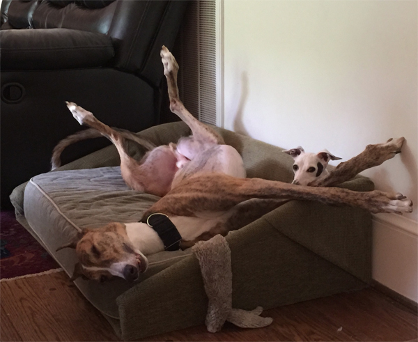 Happy Stutz greyhound roaching