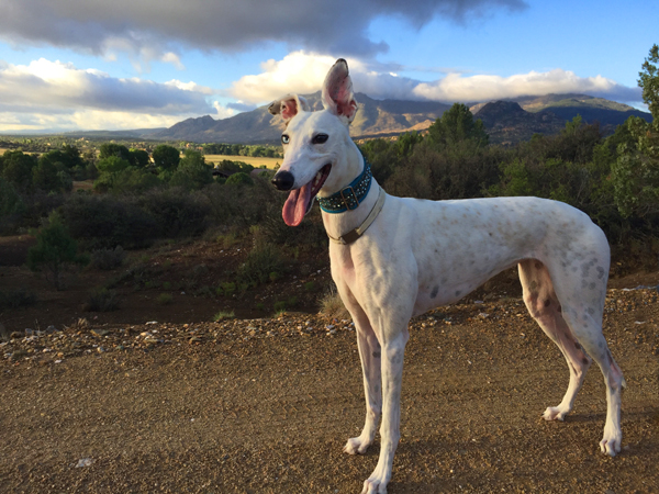 Greyhound Photography Sugar Photo Prescott Arizona