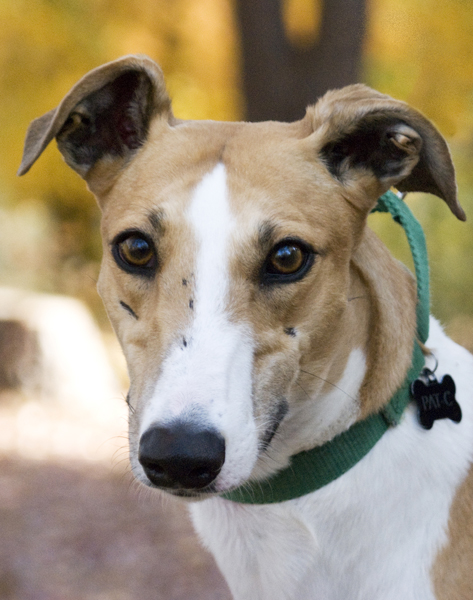 Greyhound Crossroads dog photography cute ears