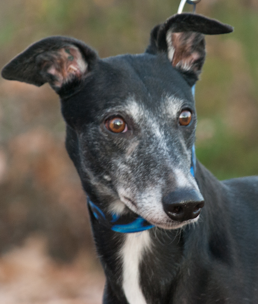 Greyhound Crossroads Photography nice portrait head up