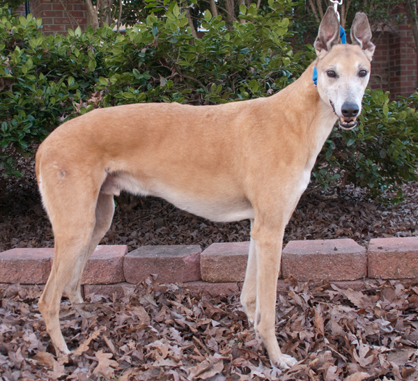 Greyhound Crossroads Dog Photography Senior