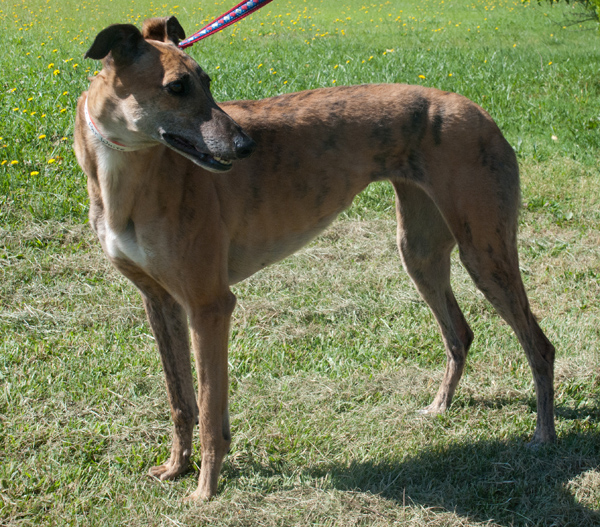 Greyhound Photo avoid shadows