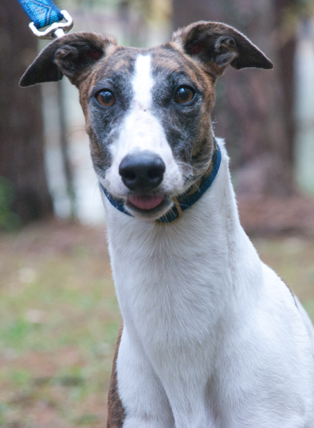 Greyhound photo long neck