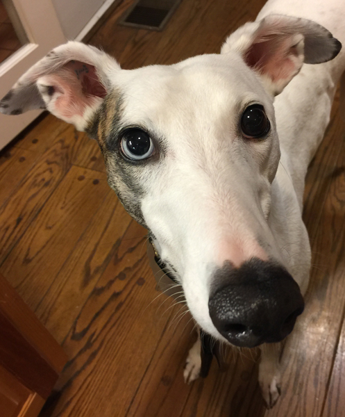 Greyhound Sugar blue eye