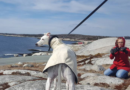 Greyhound Crossroads Photography Sugar Joanne Johnson