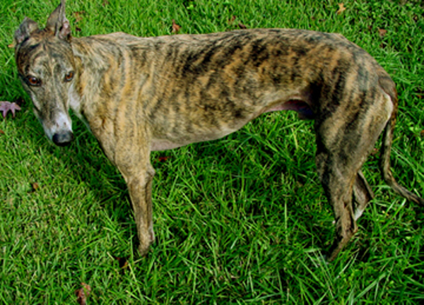 Greyhound photo from above