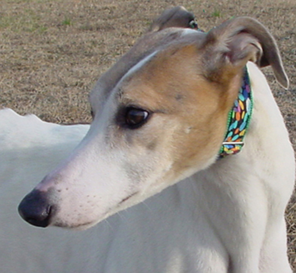 Greyhound Crossroads dog photography