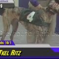 Greyhound_Tkel_Ritz-big.jpg