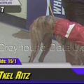 Greyhound_Tkel_Ritz-_2big.jpg