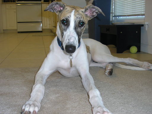 Greyhound Puppy (Otis)